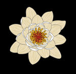 线条莲花