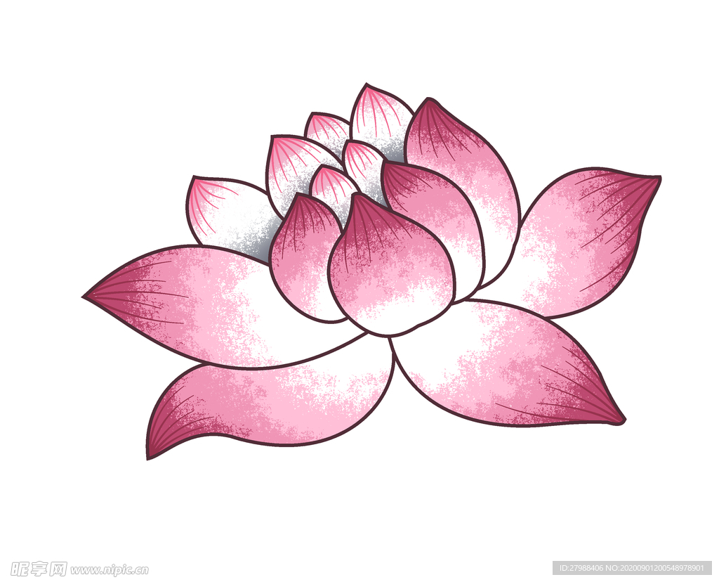 荷花