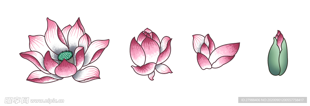 荷花