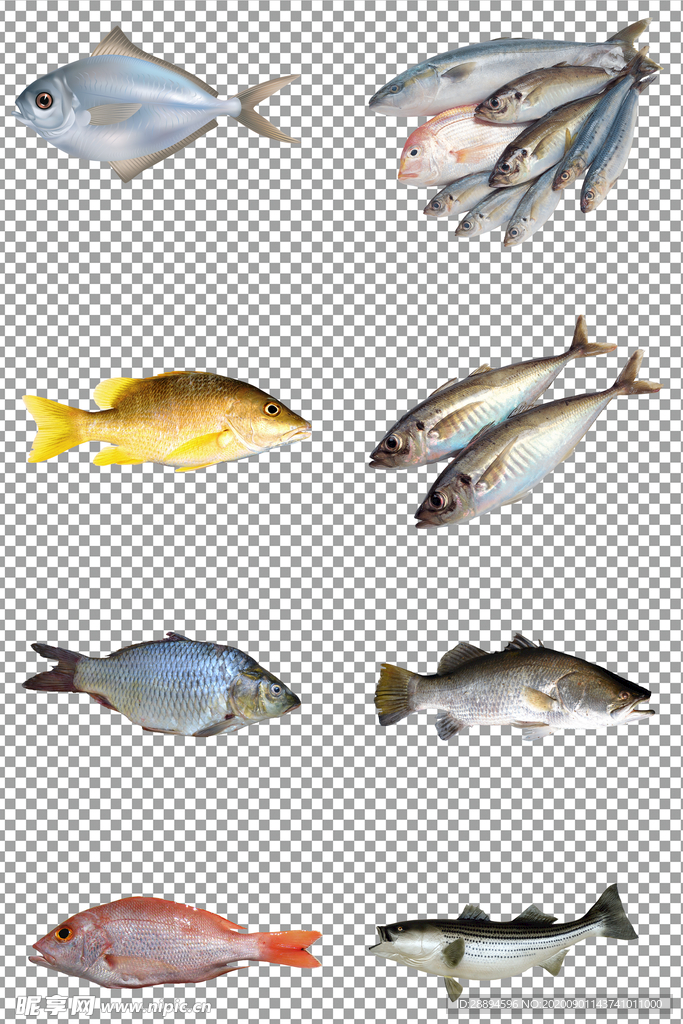小鱼