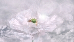 白色 盛开 罂粟 花瓣 洁白