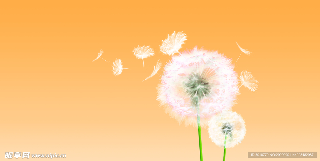 蒲公英