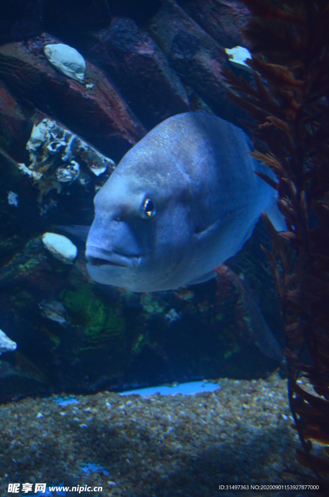 水族箱景观