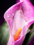花芯美女