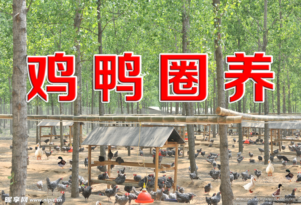 鸡鸭圈养