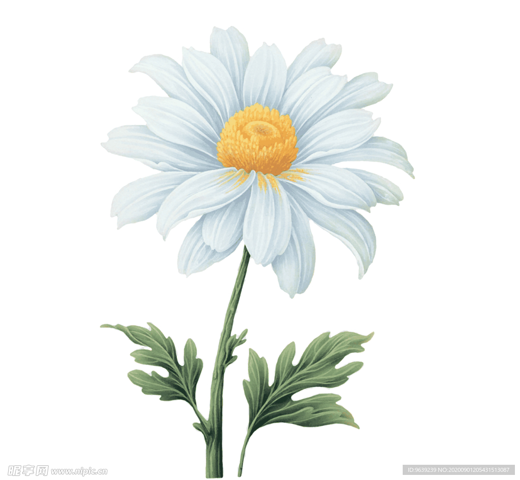 葵花菊花