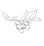 蓝莓
