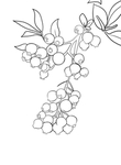 蓝莓