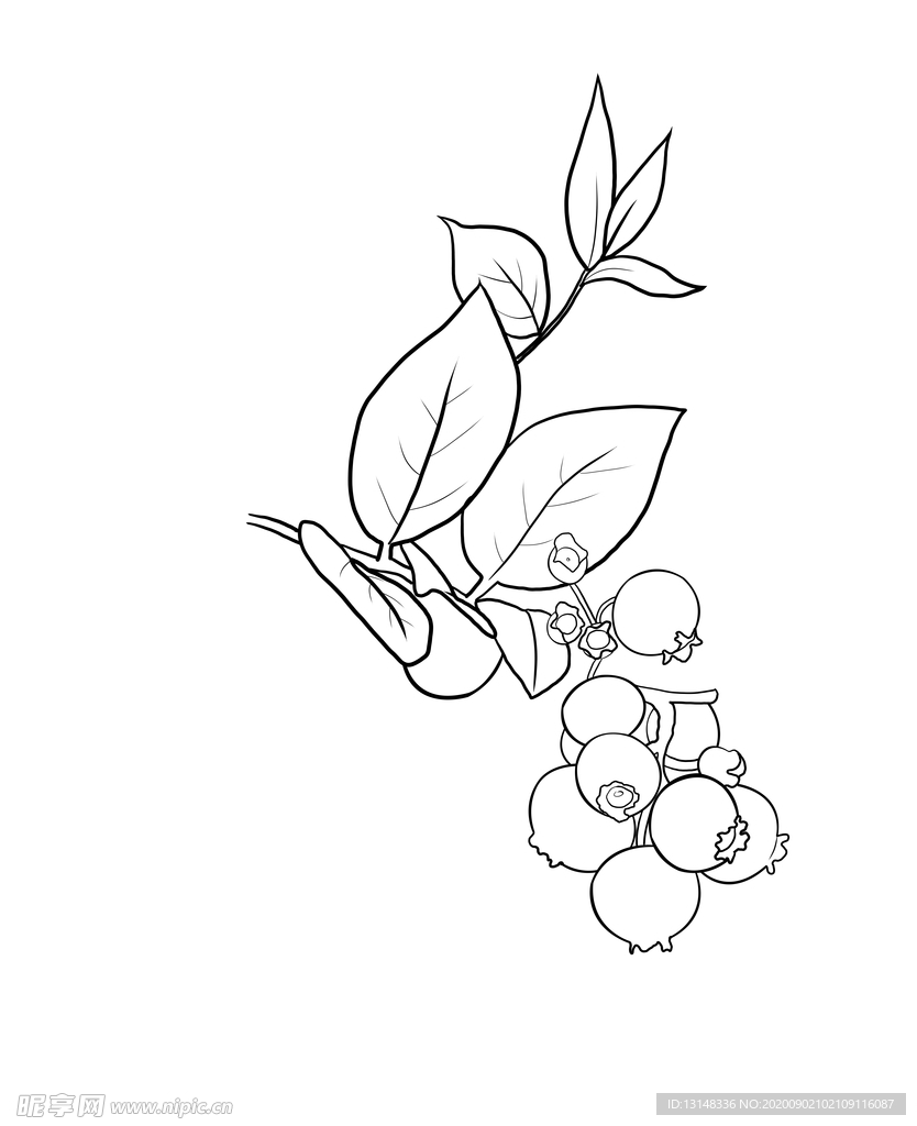 蓝莓