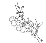 蓝莓