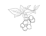 蓝莓