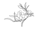 蓝莓