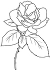 玫瑰花