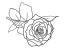 玫瑰花