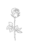 玫瑰花
