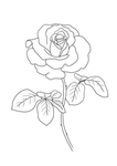 玫瑰花