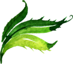 水彩手绘花卉花朵植物