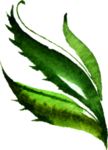水彩手绘花卉花朵植物