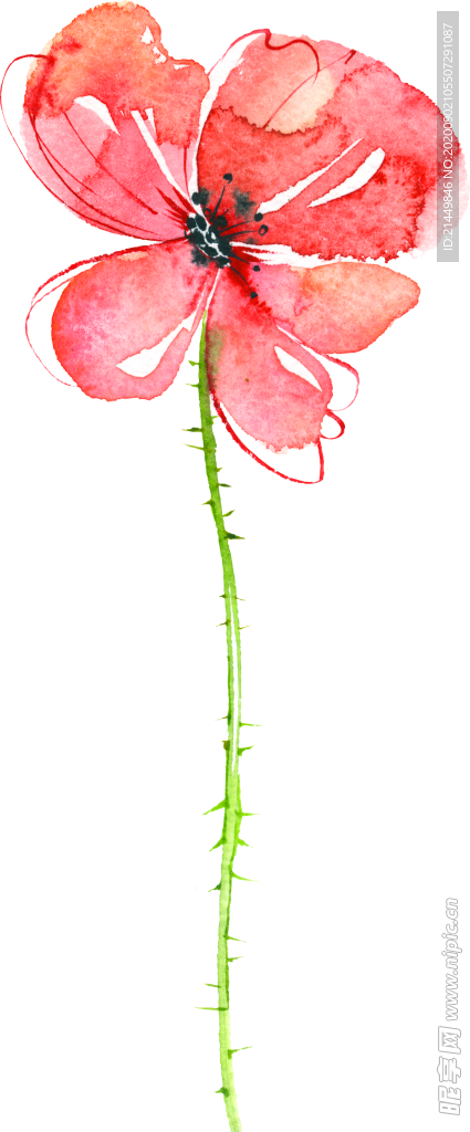 水彩手绘花卉花朵植物