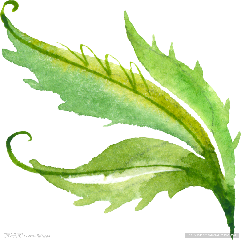 水彩手绘花卉花朵植物