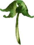 水彩手绘花卉花朵植物