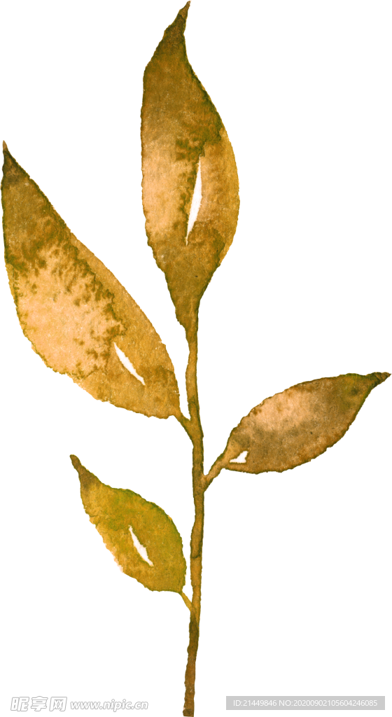 水彩手绘花卉花朵植物