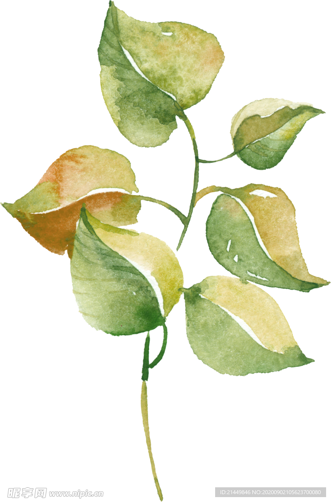水彩手绘花卉花朵植物