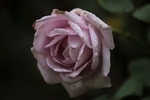 玫瑰花