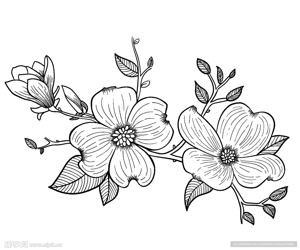 花线稿