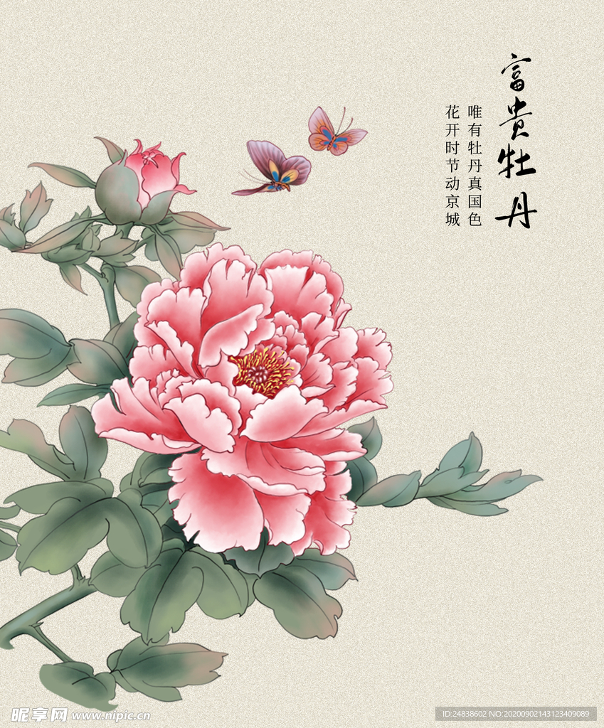 牡丹花
