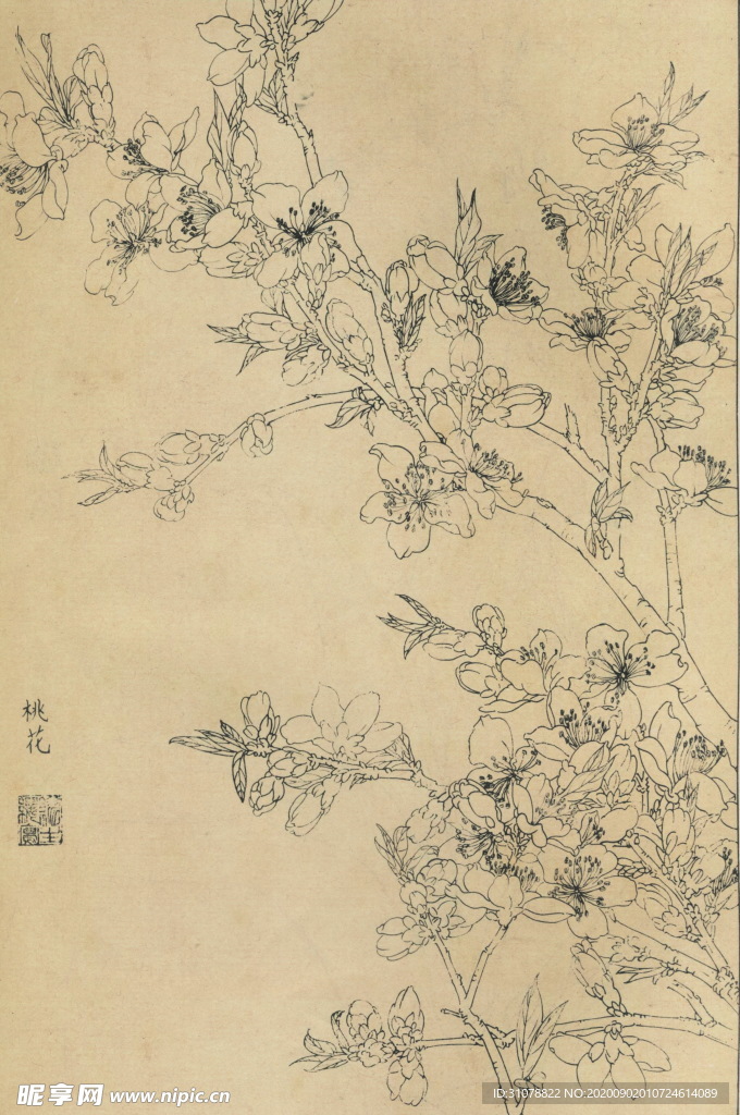 植物花草工笔画线稿图