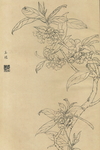植物花草工笔画线稿图