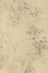 植物花草工笔画线稿图
