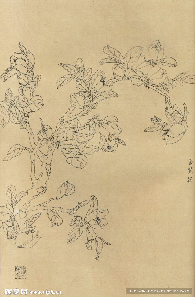 植物花草工笔画线稿图