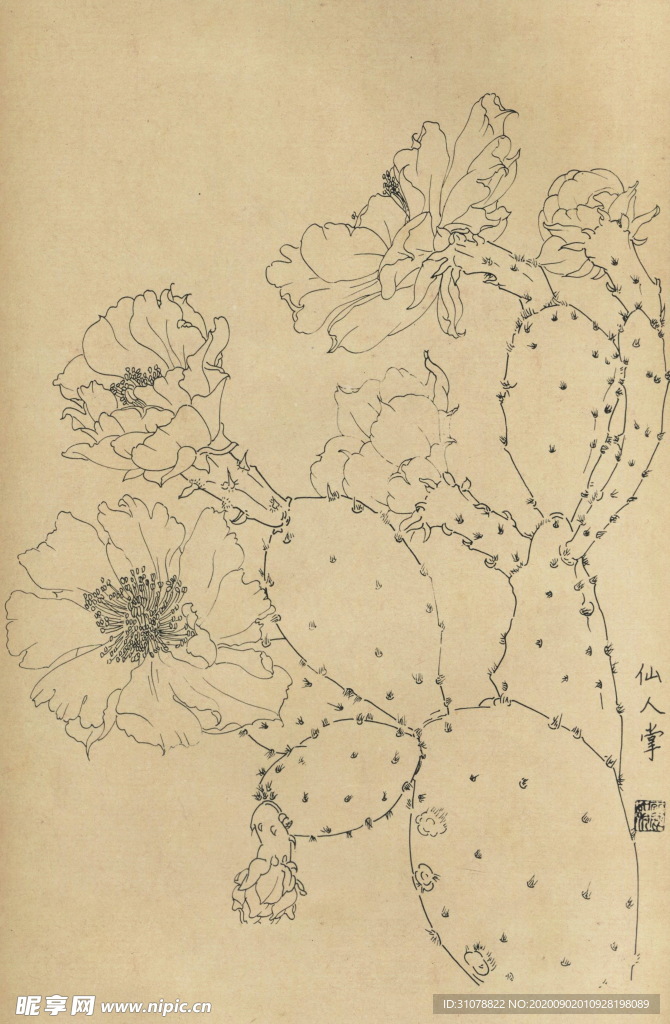 植物花草工笔画线稿图