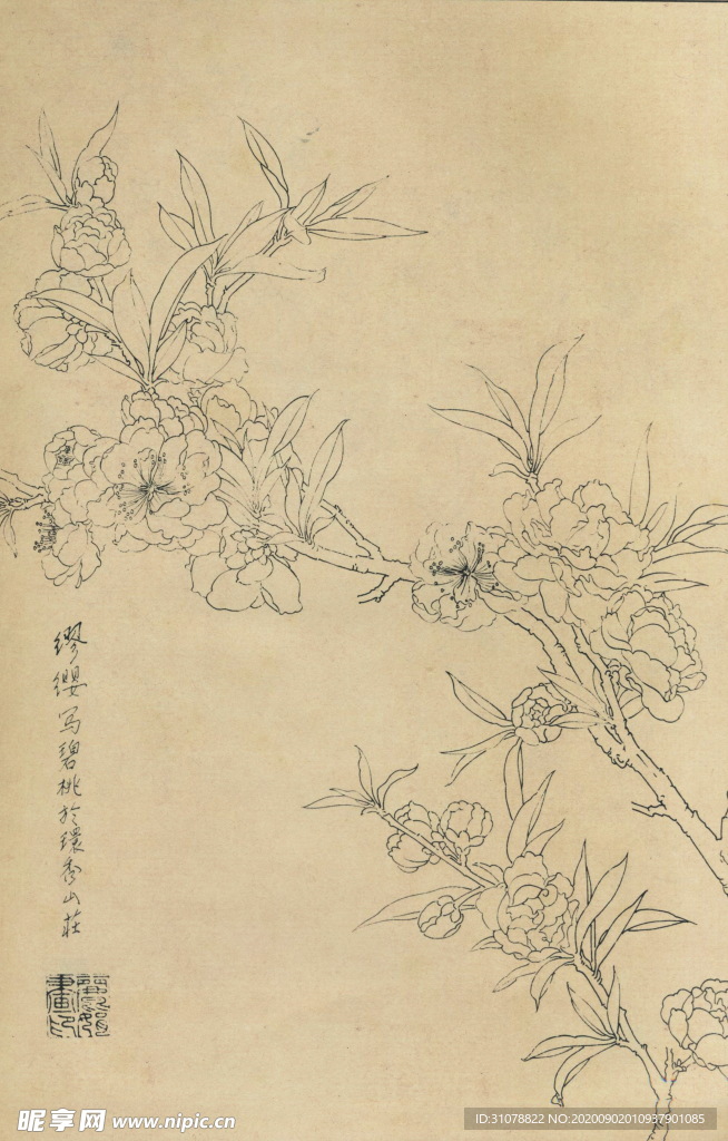 植物花草工笔画线稿图