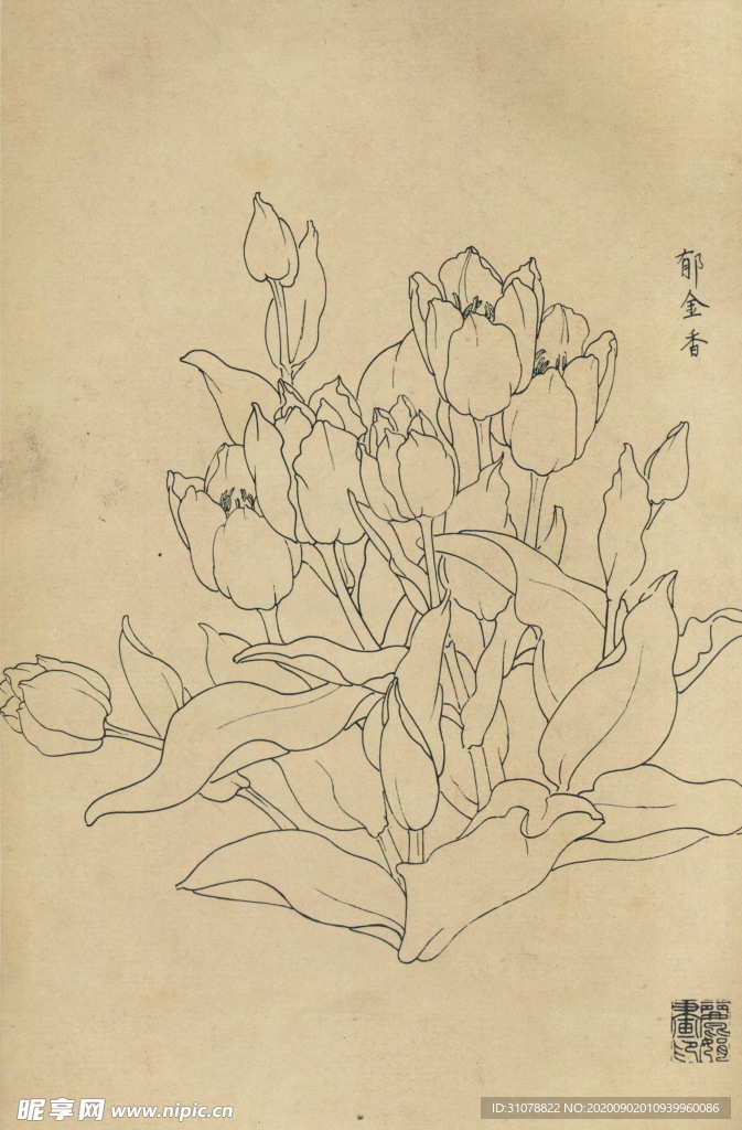 植物花草工笔画线稿图