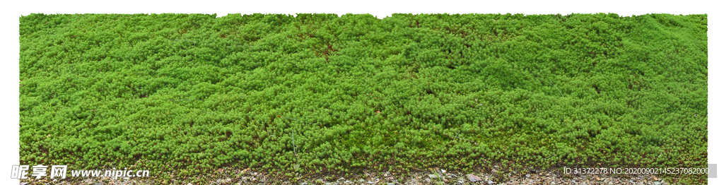 免扣植物素材图片