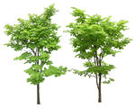免扣植物素材图片