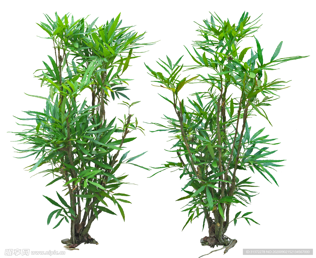 免扣植物素材图片