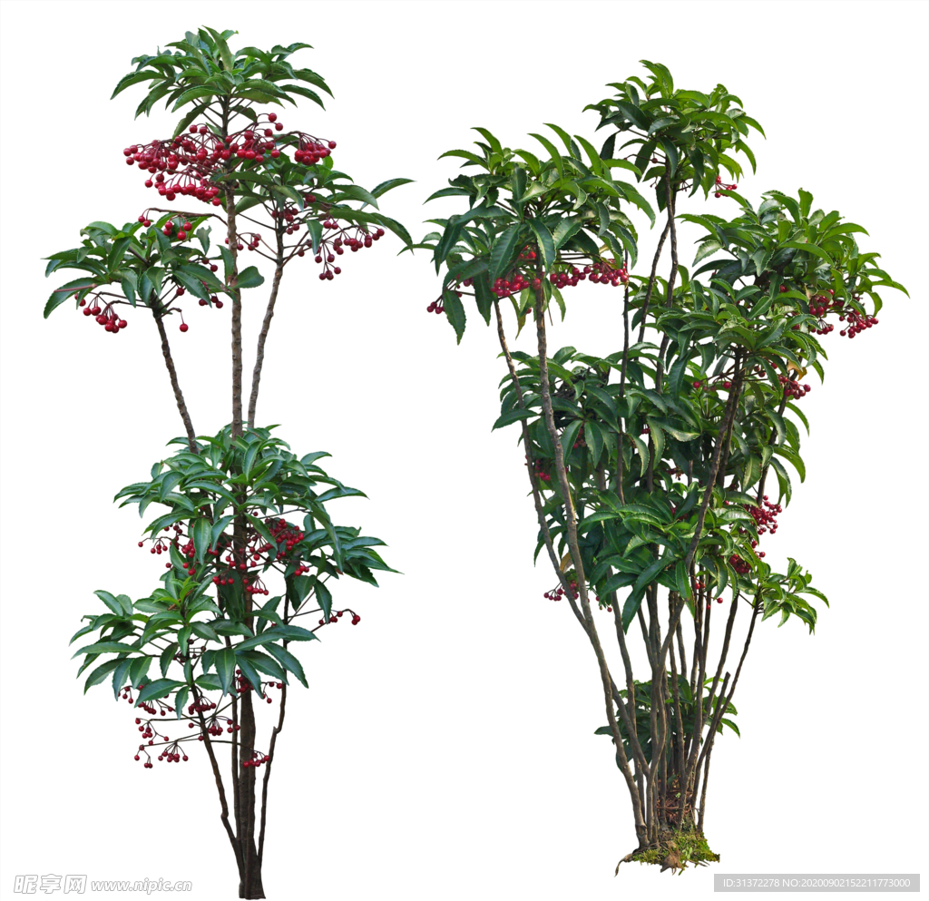 免扣植物素材图片
