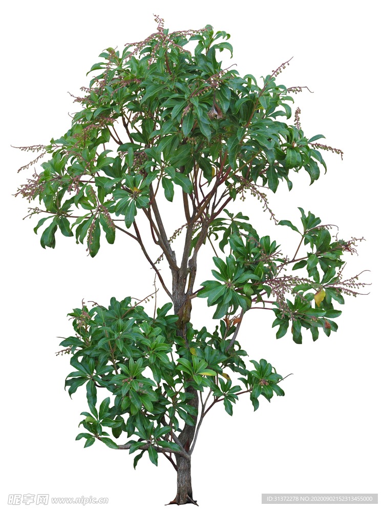 免扣植物素材图片