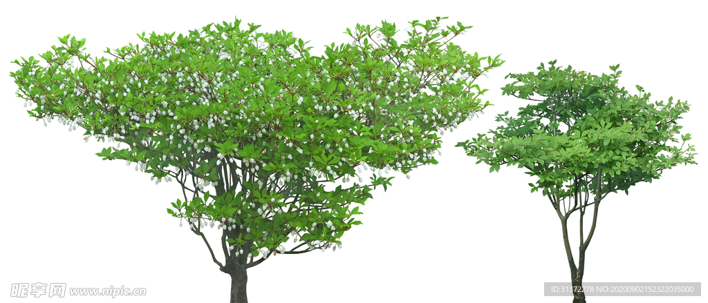免扣植物素材图片