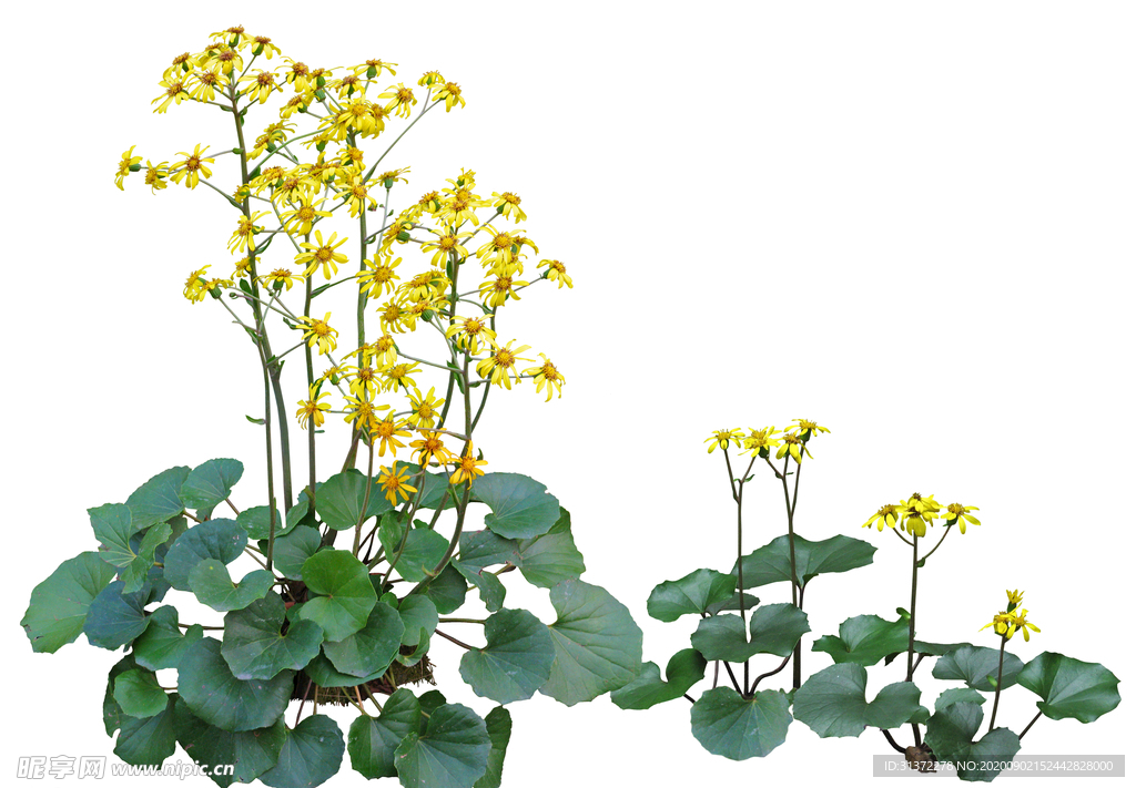 免扣植物素材图片