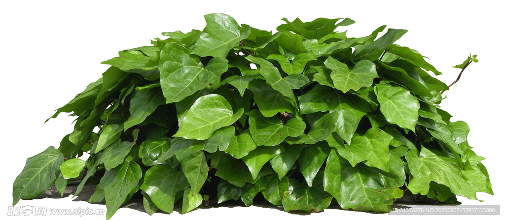 免扣植物素材图片