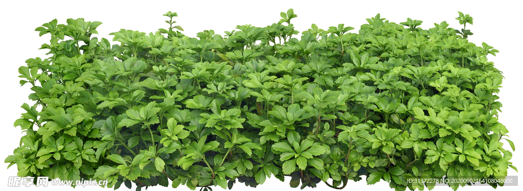 免扣植物素材图片