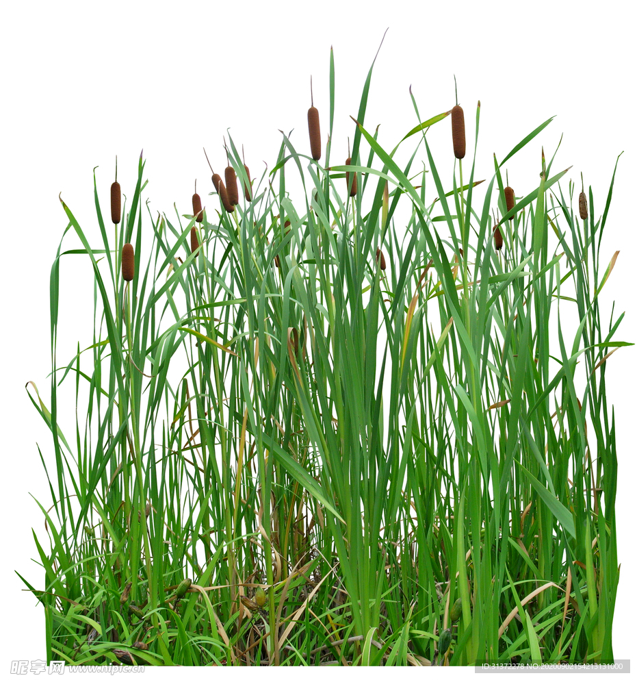 免扣植物素材图片