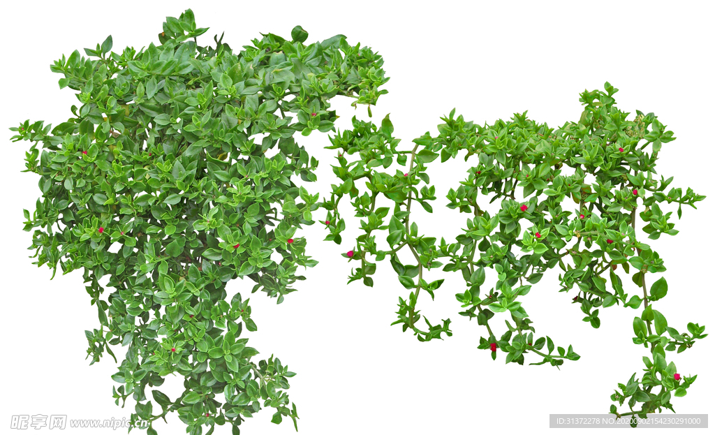 免扣植物素材图片