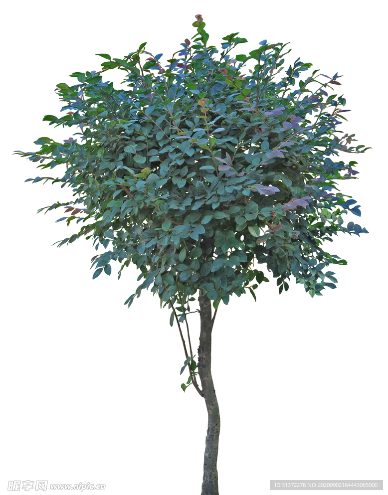 免扣植物素材图片