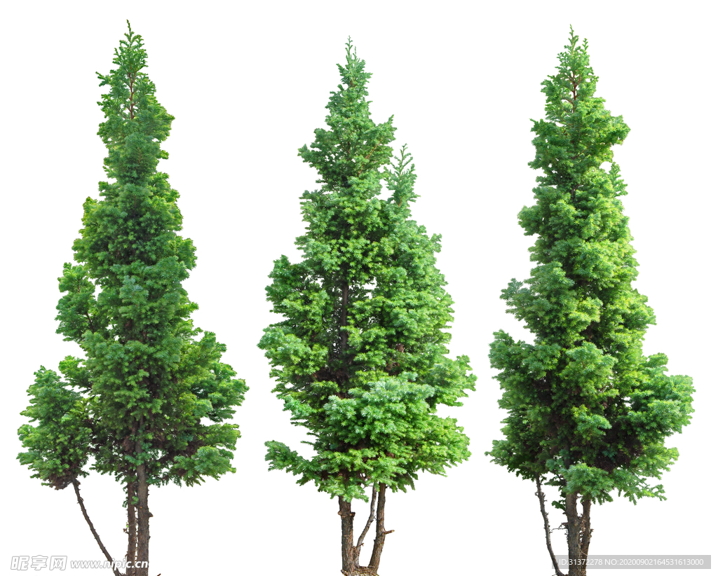 免扣植物素材图片